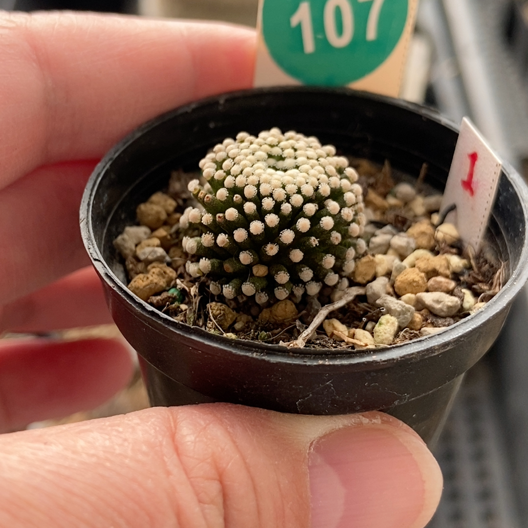 21萝卜根松针牡丹2.1cm