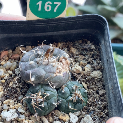 29实生有疤乌丸娇丽群一颗