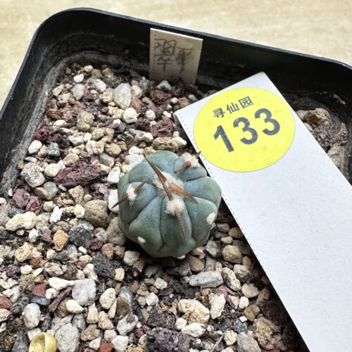 28实生粗刺翠平丸1.8cm
