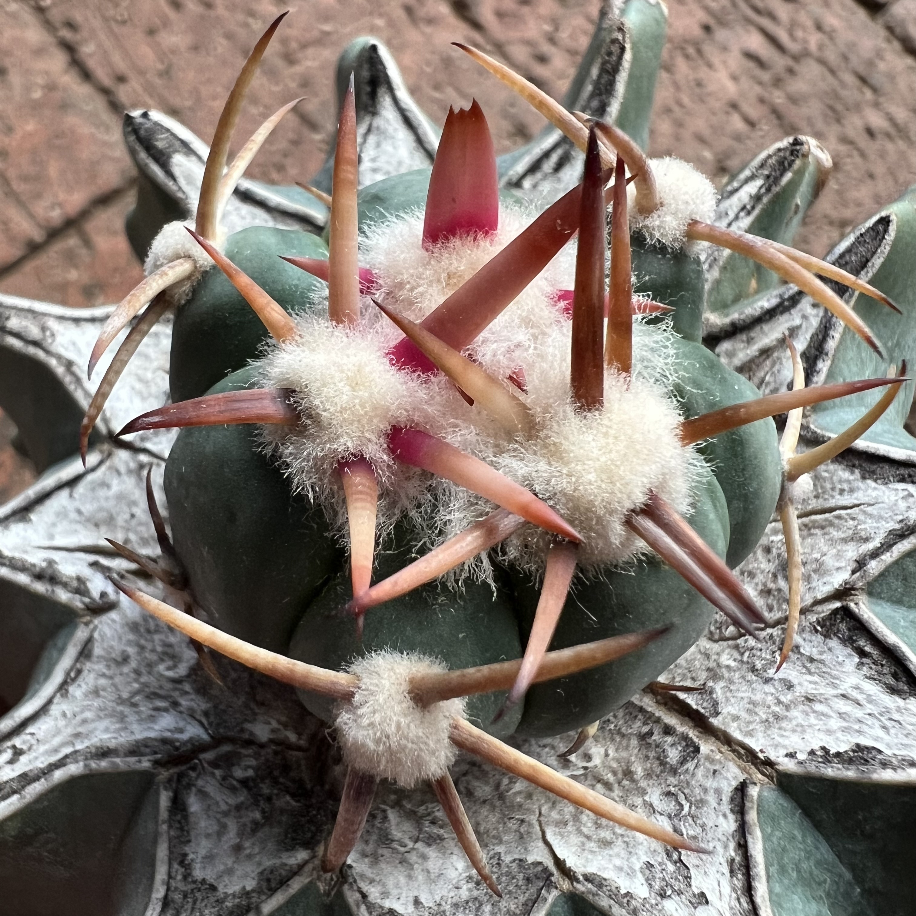 割刺雷帝平丸巨鸠嫁接防辐射仙人球块根多肉植物绿植