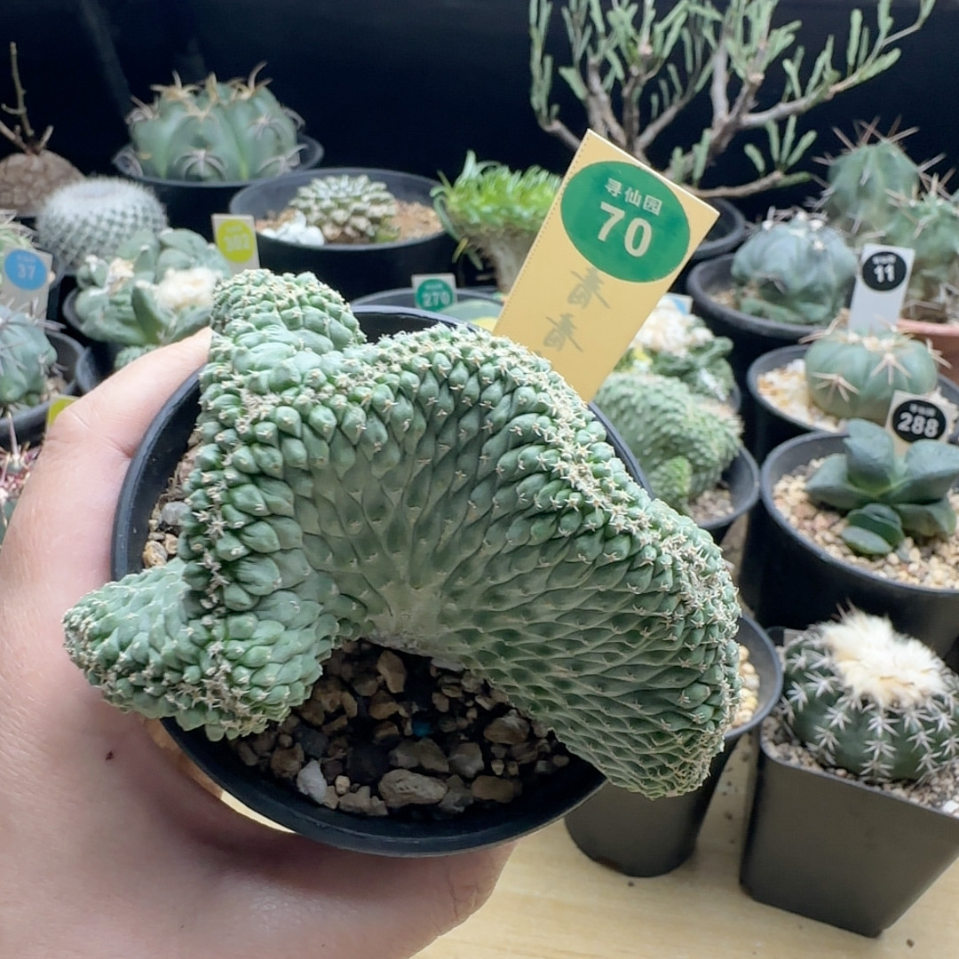 16实生菊水缀化10cm