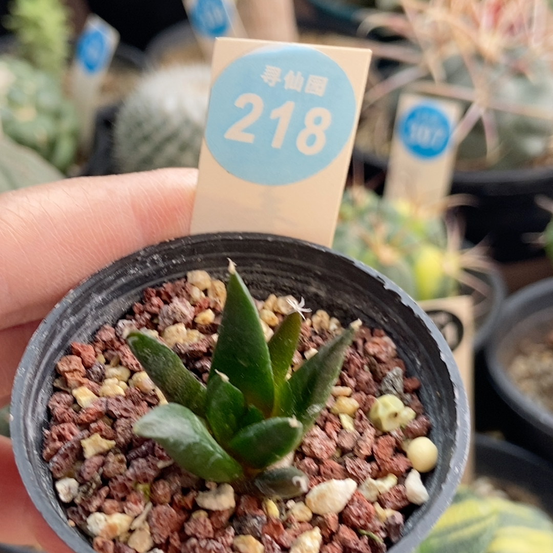 22实生龙牙牡丹一颗