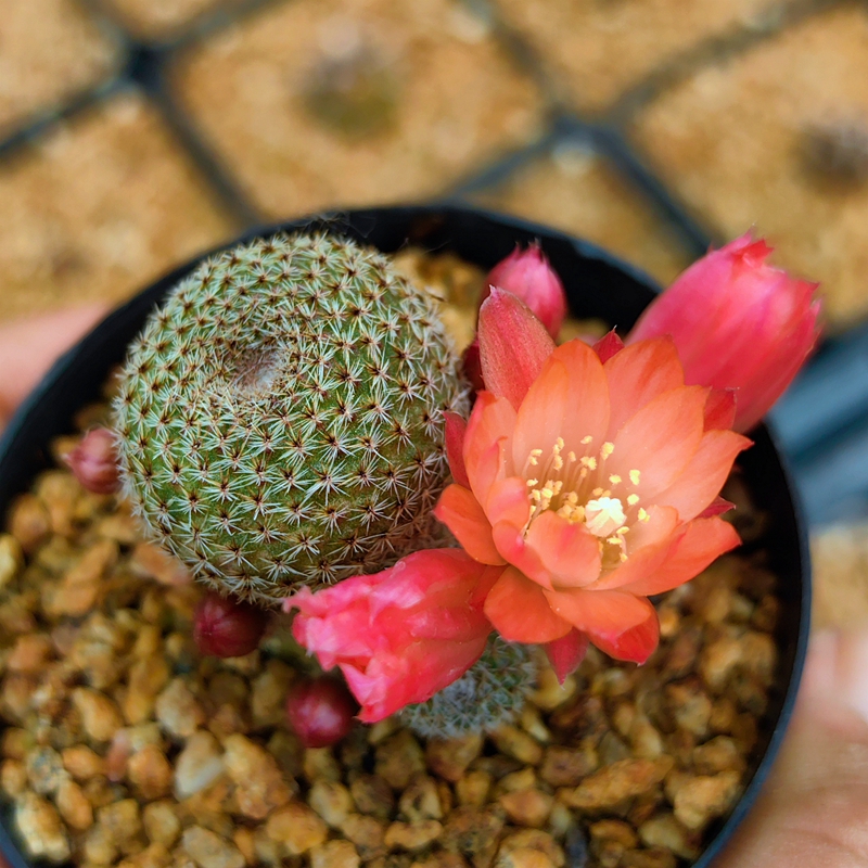 重瓣荷花沟宝山仙人球多肉植物绿植花卉室内盆栽阳台窗台夏天易养