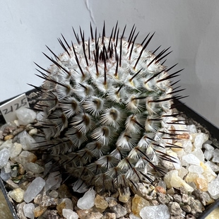 直刺佩雷实生防辐射仙人球块根多肉植物绿植盆栽花卉龙舌兰
