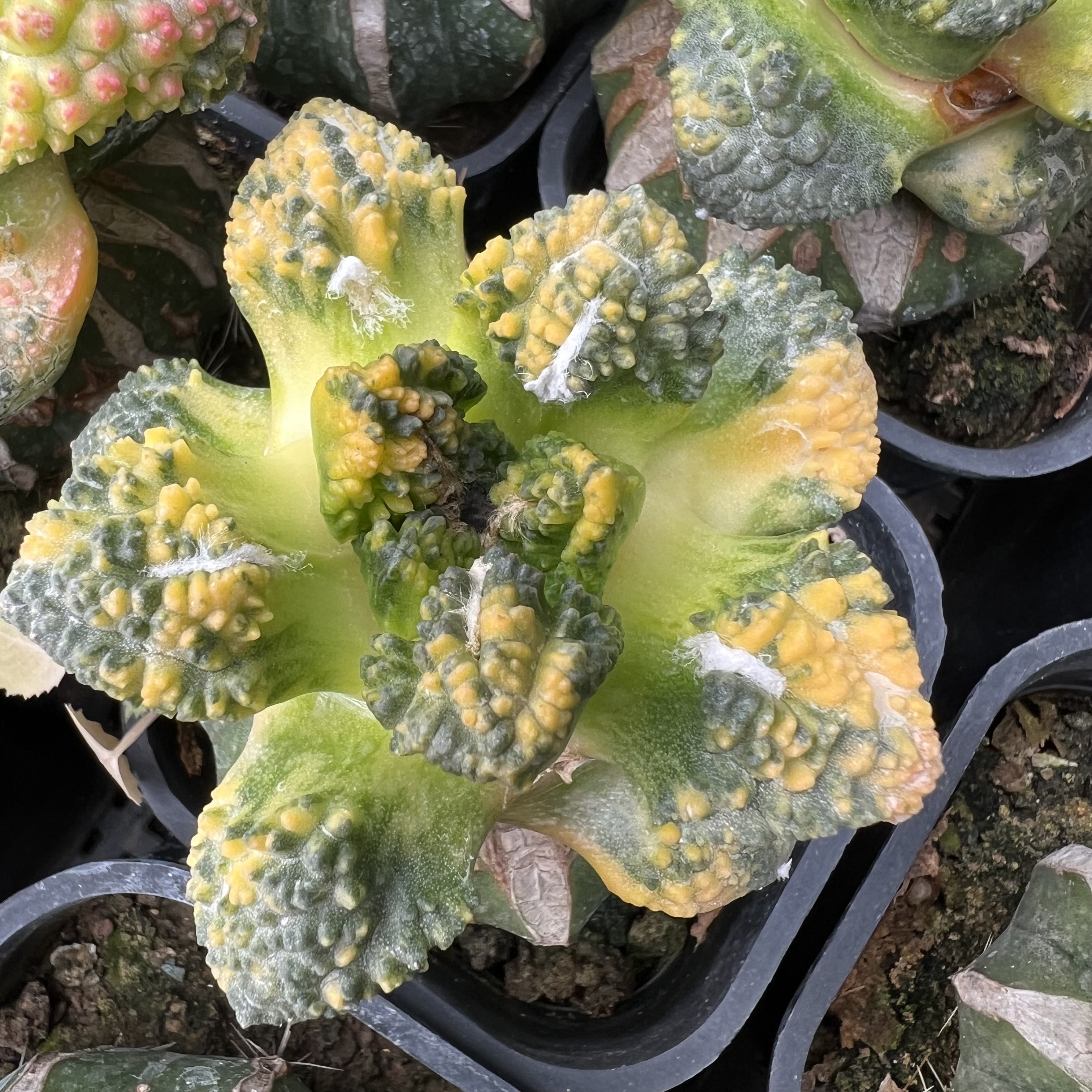 辛顿牡丹散斑锦草球嫁接防辐射仙人球块根多肉植物绿植盆栽花卉