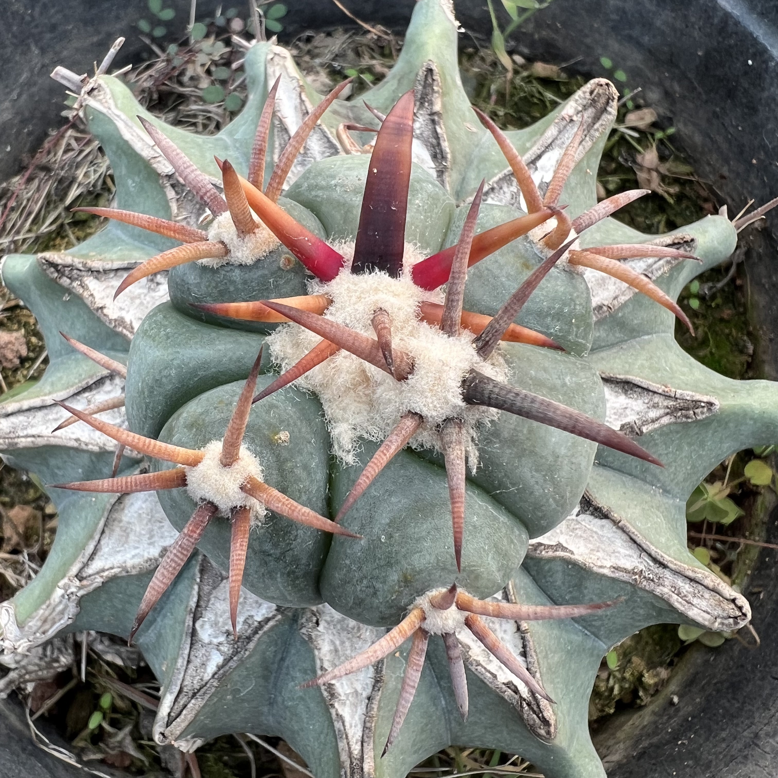 雷帝老巨鹫玉嫁接防辐射仙人球多肉植物绿植花卉龙舌兰
