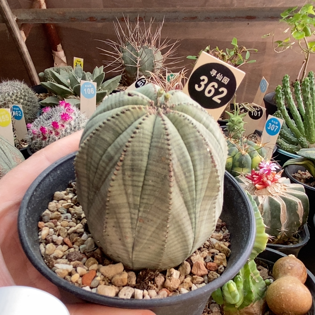 2实生老布纹球5.7cm