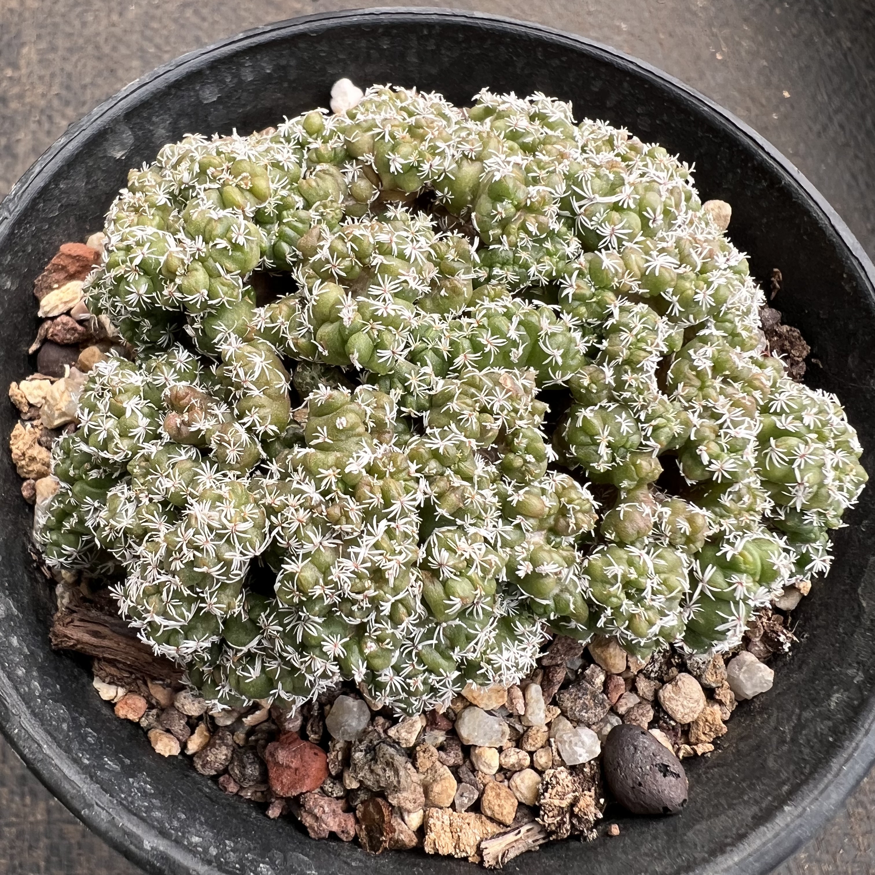 娇丽缀化实生仙人球块根多肉植物绿植盆栽花卉龙舌兰