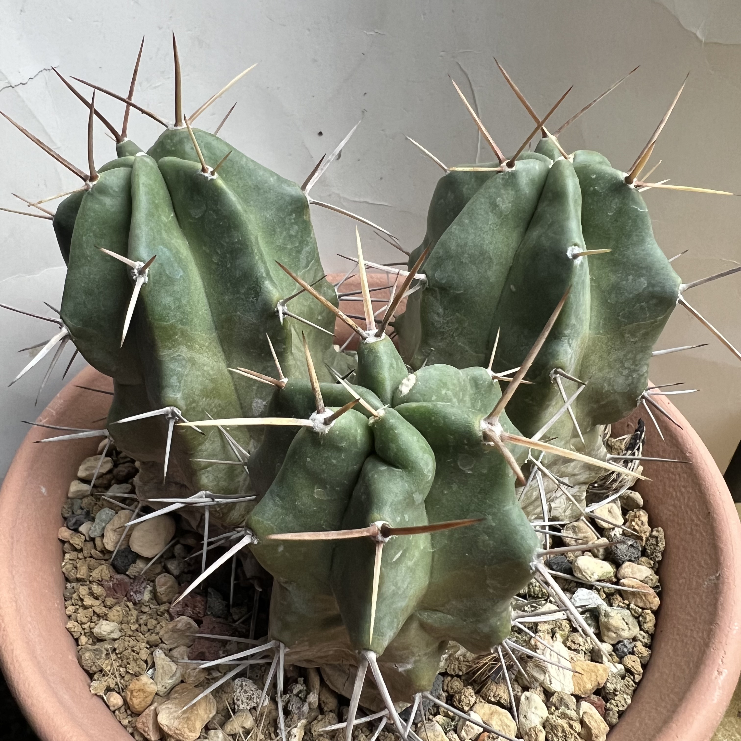 少刺虾老群实生仙人球块根多肉植物绿植盆栽花卉龙舌兰