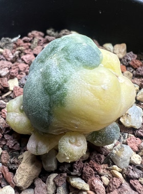 子吹海鲜锦群实生仙人球块根多肉植物绿植盆栽花卉龙舌兰