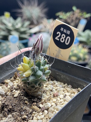 24实生直刺升龙丸娇丽锦2.6cm