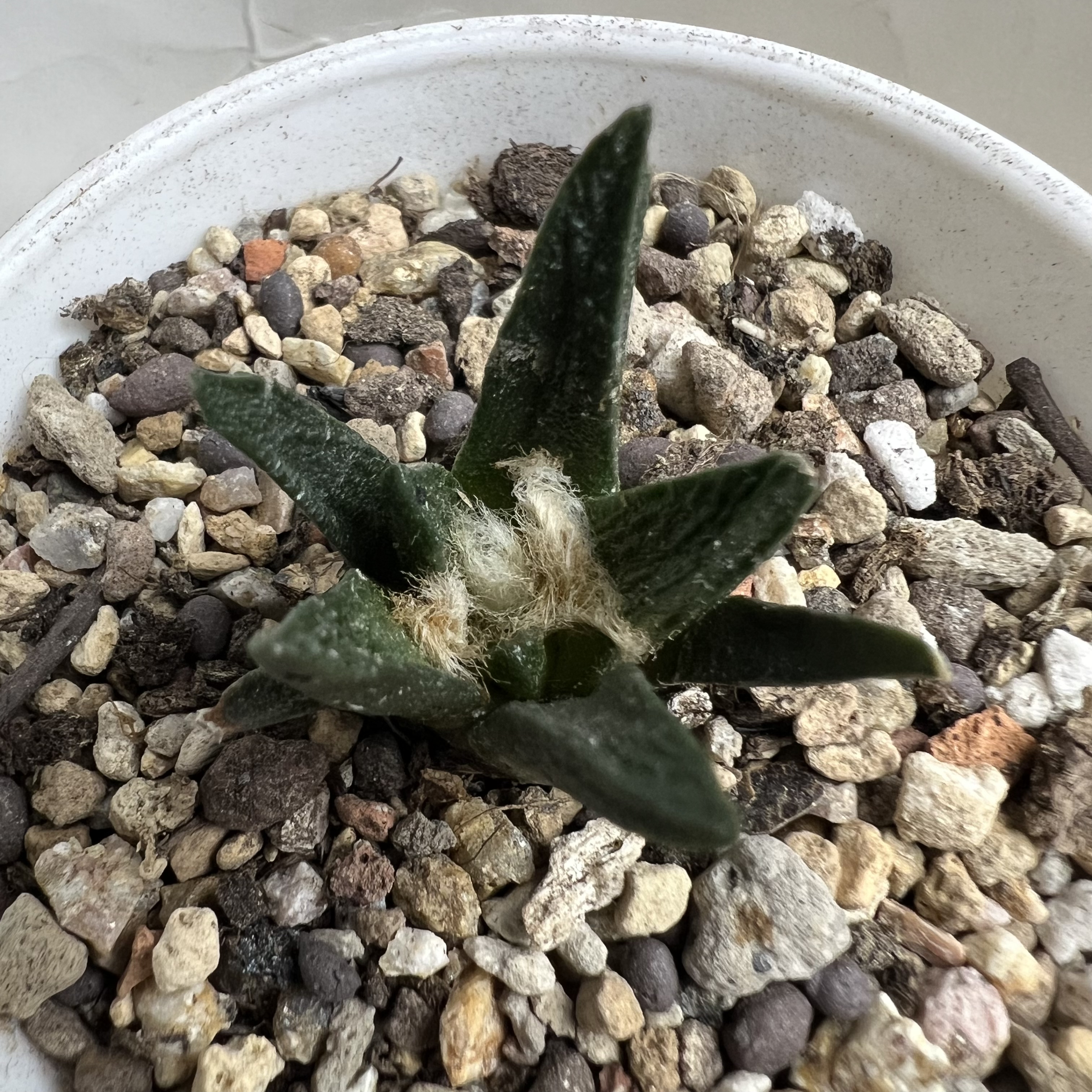 勃氏牡丹实生防辐射仙人球块根多肉植物绿植盆栽花卉龙舌兰