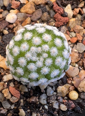 短豪刺佛头春星量拍带盆防辐射仙人球多肉植物绿植盆栽花卉