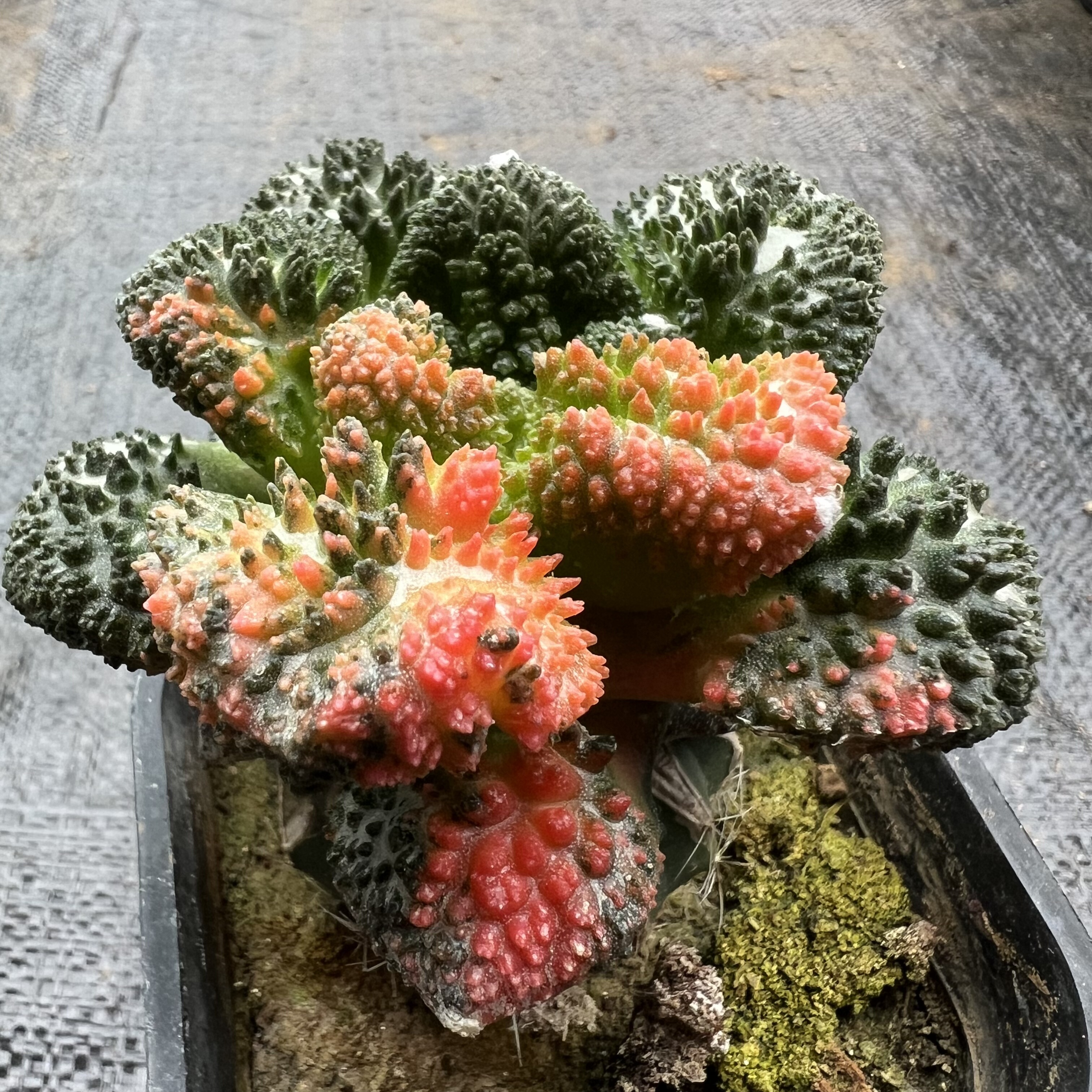 菜花牡丹锦草球嫁接防辐射仙人球块根多肉植物绿植盆栽花卉龙舌兰