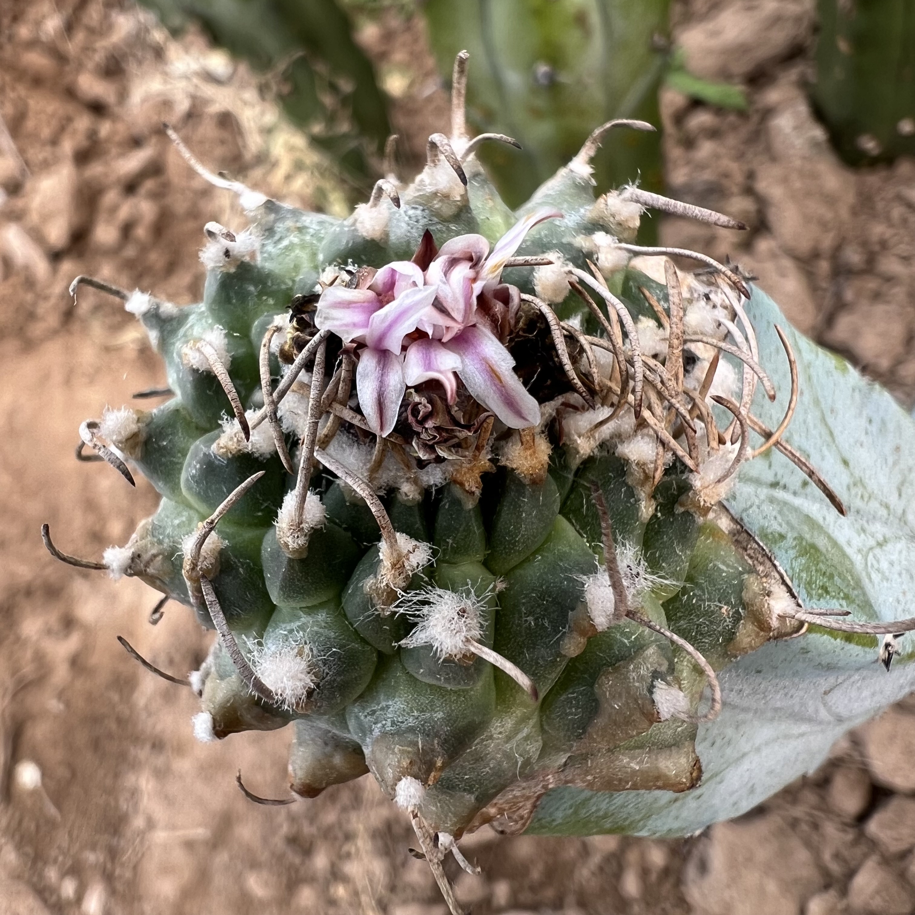 娇丽安德森缀化嫁接防辐射仙人球多肉植物绿植花卉龙舌兰