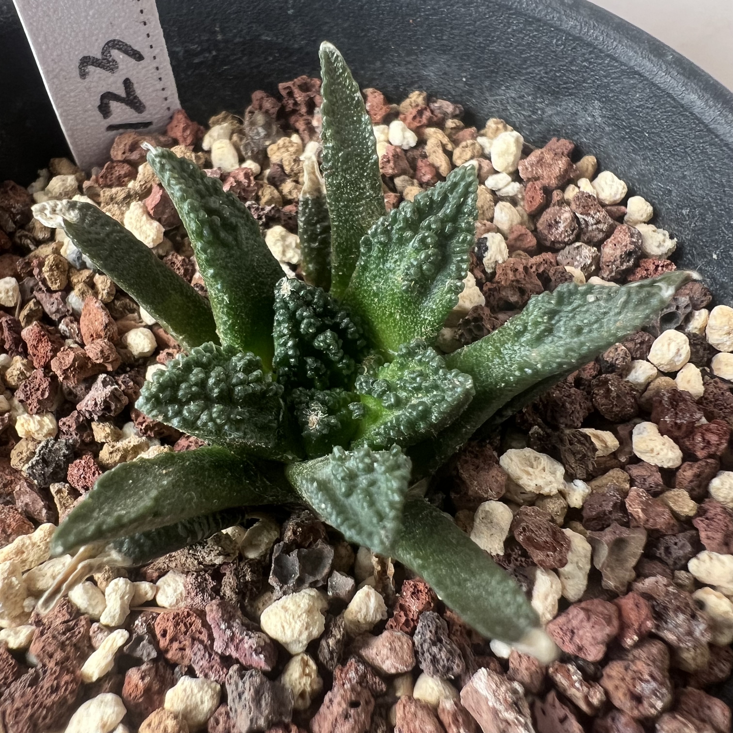 大疣辛顿牡丹实生防辐射仙人球块根多肉植物绿植盆栽龙舌兰