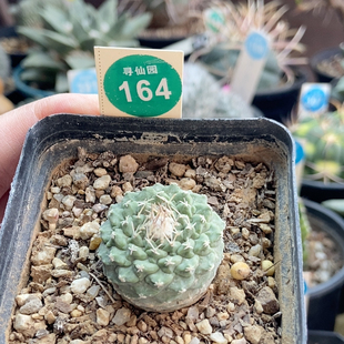 26实生小疣母本菊水2.9cm