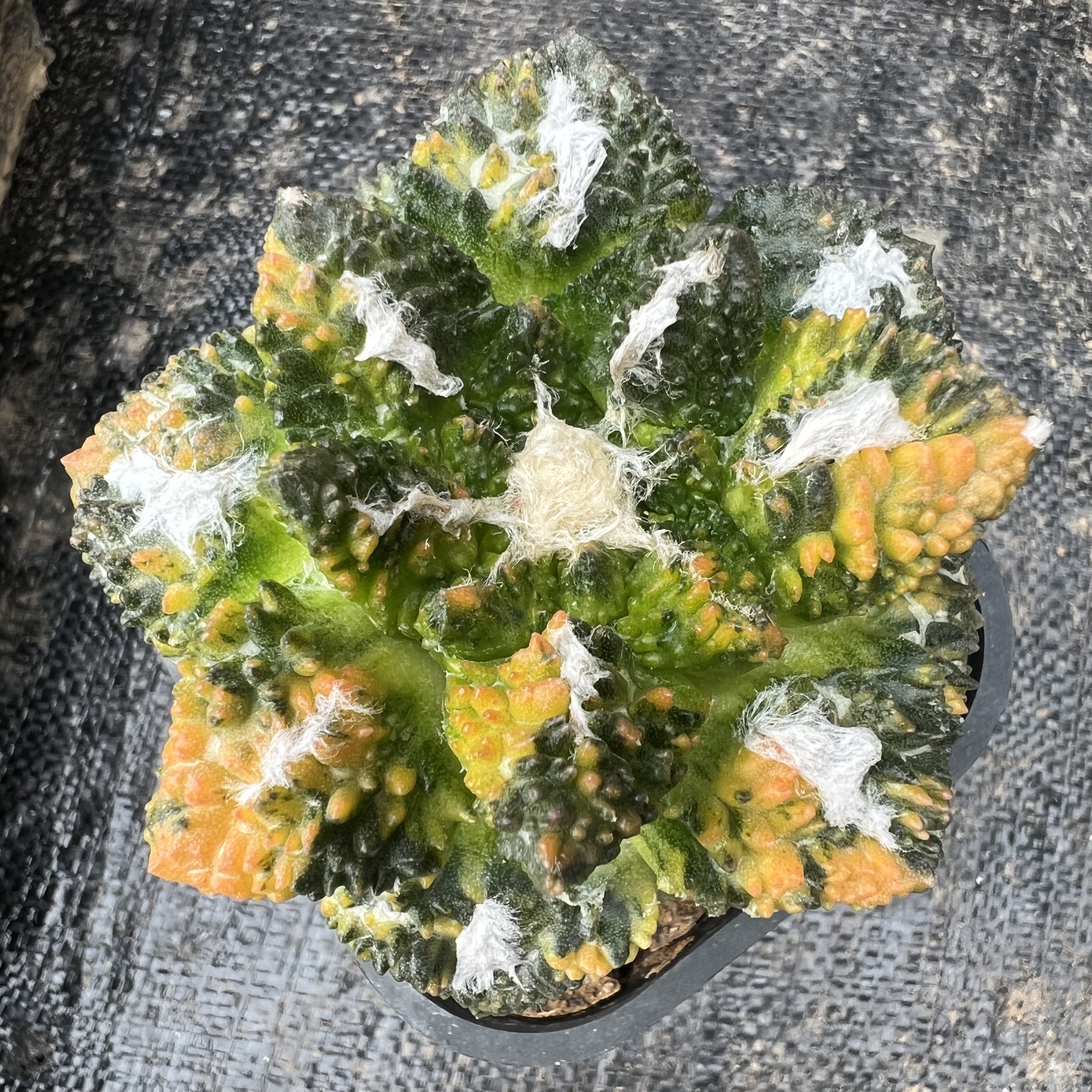 哥斯拉牡丹散斑锦草球嫁接防辐射仙人球块根多肉植物绿植盆栽花卉