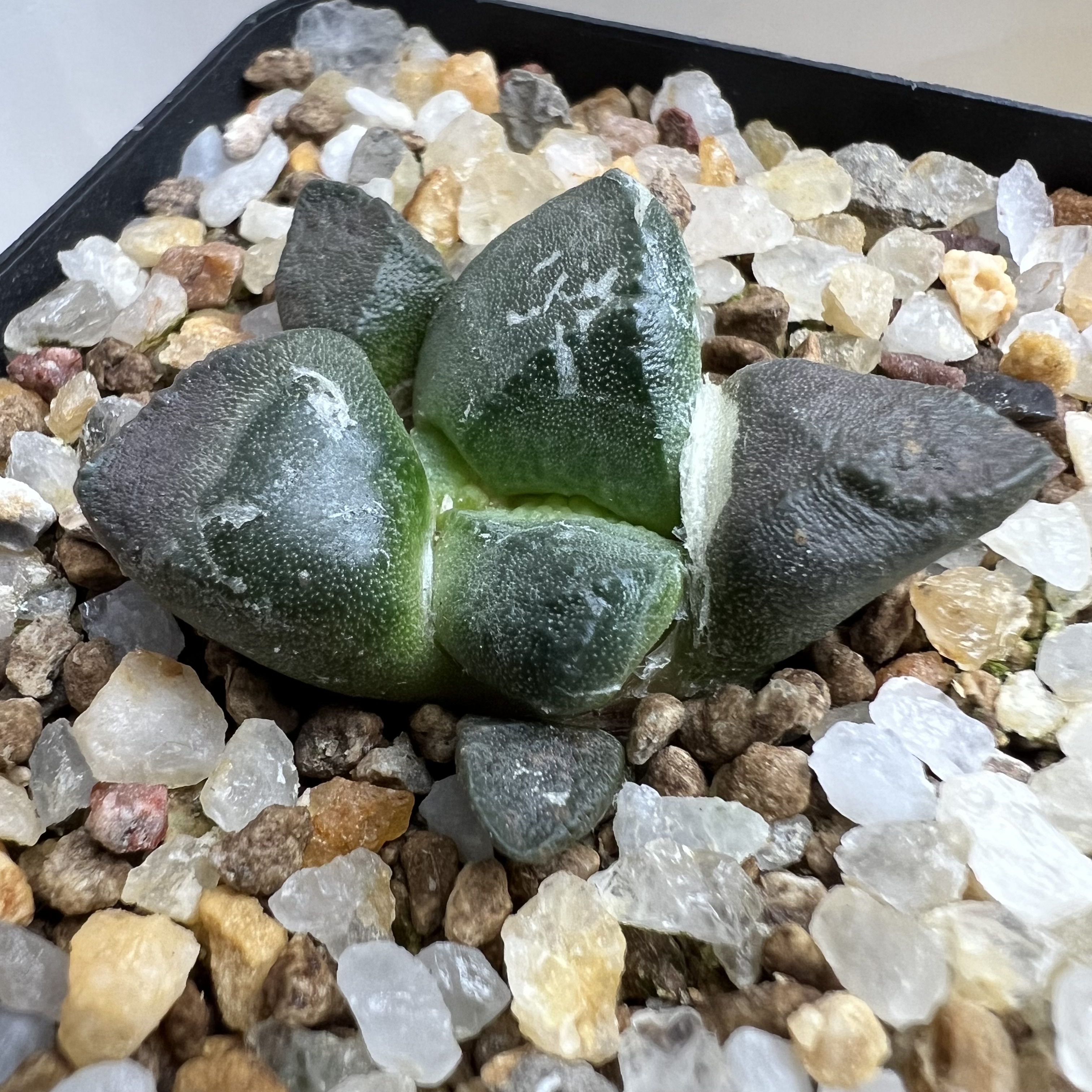 连山牡丹实生防辐射园艺仙人球块根多肉植物绿植盆栽花卉