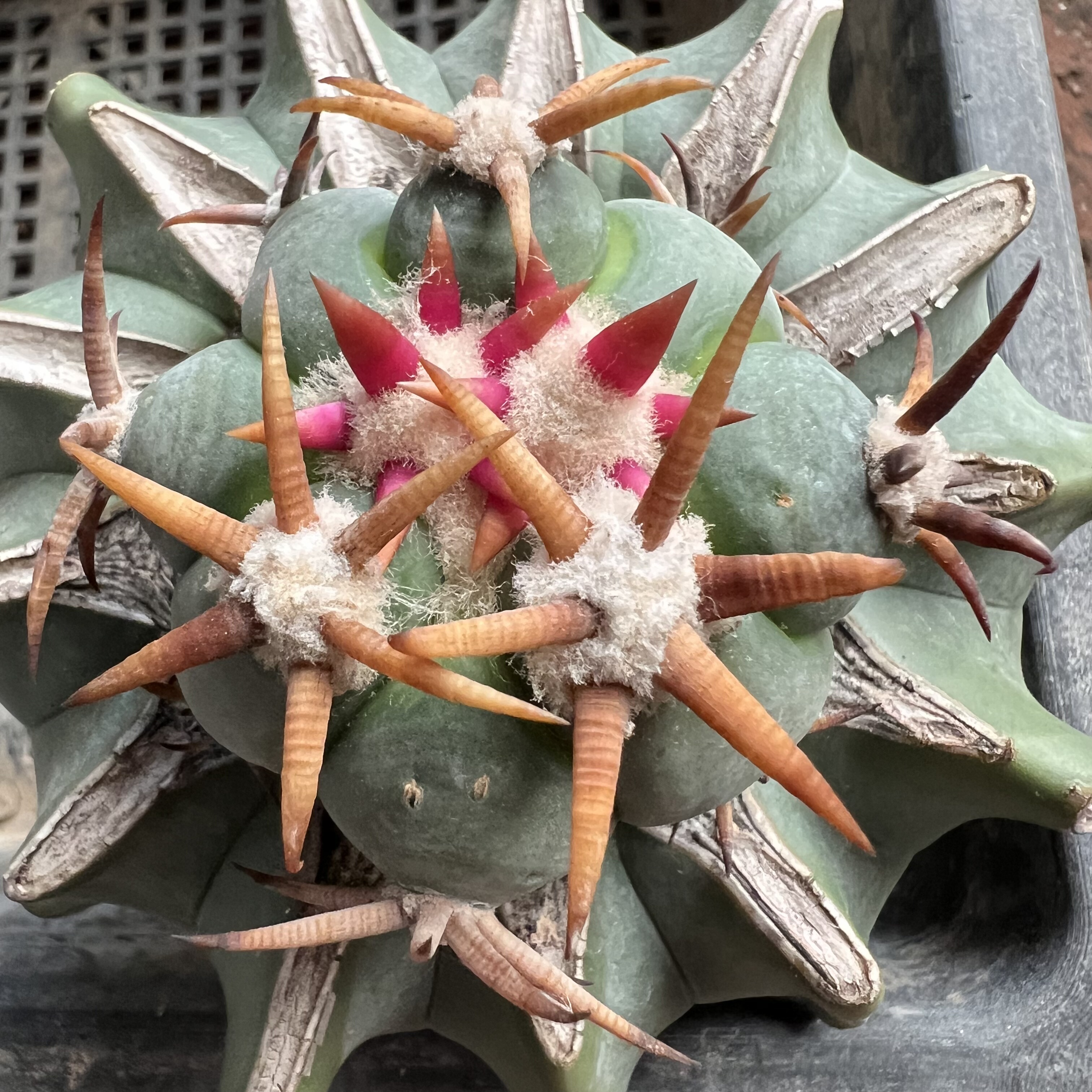 短豪刺花王平丸巨鸠嫁接防辐射仙人球块根多肉植物绿植