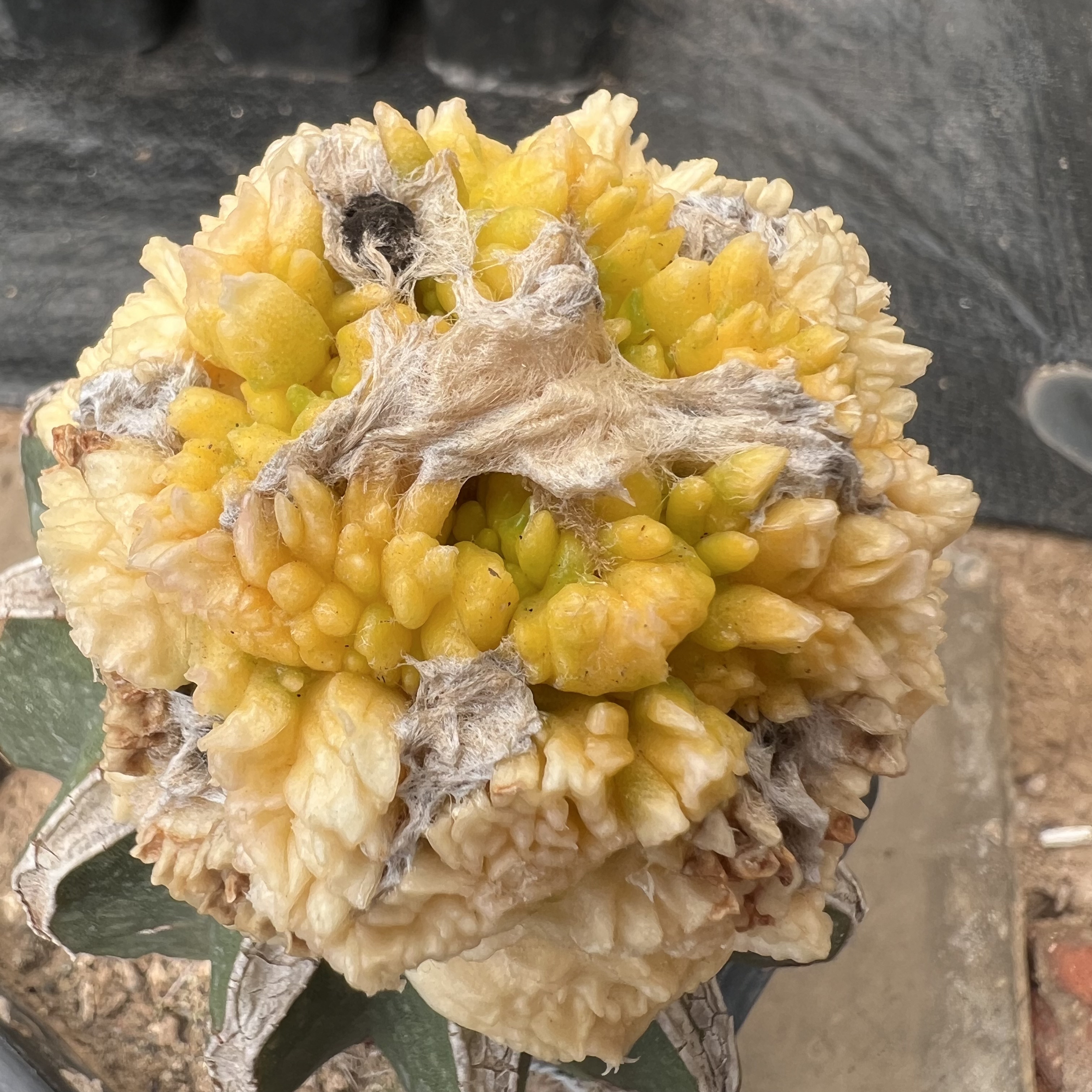 怒涛牡丹锦嫁接防辐射仙人球块根多肉植物绿植盆栽花卉