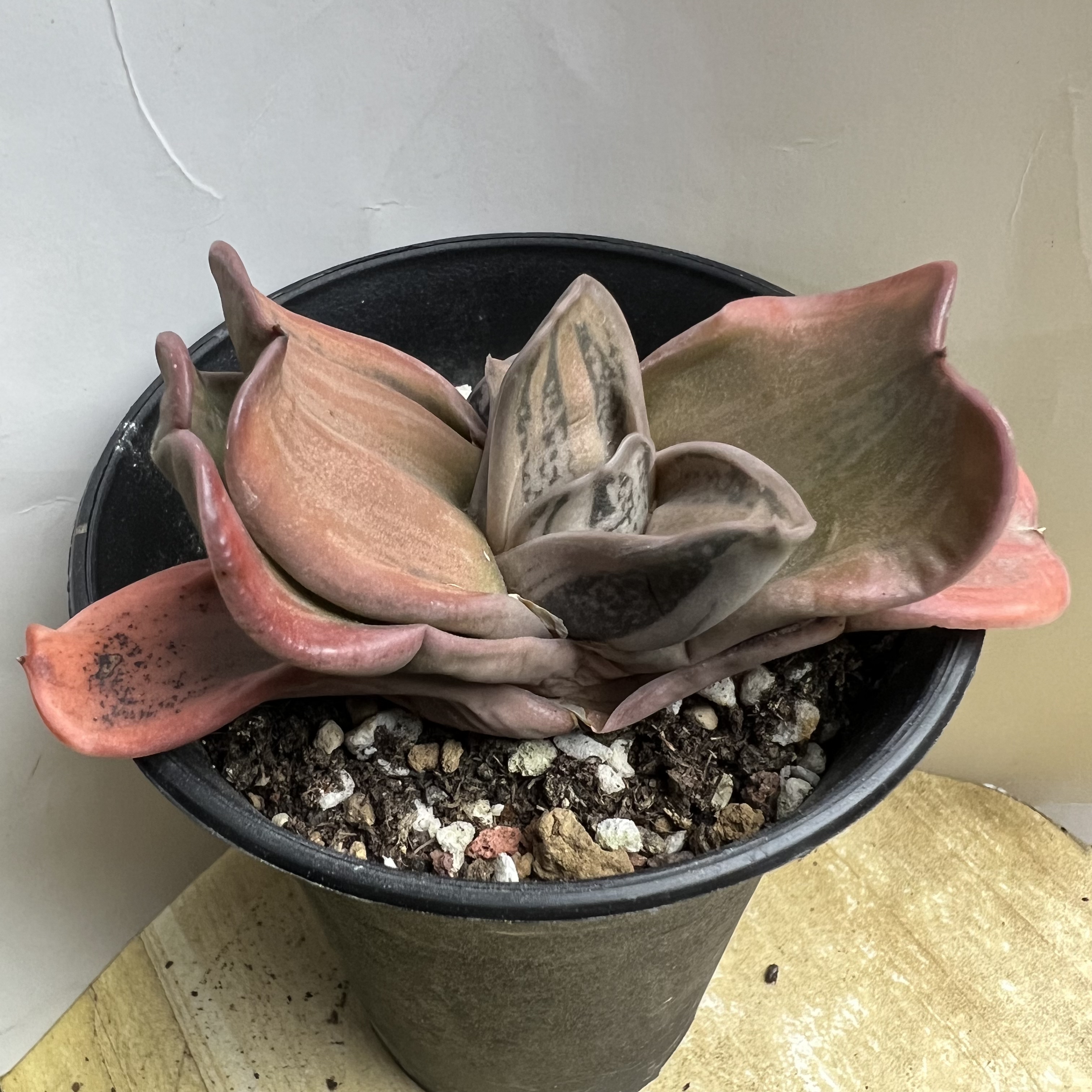螺旋卧牛锦防辐射仙人球块根多肉植物绿植盆栽花卉龙舌兰
