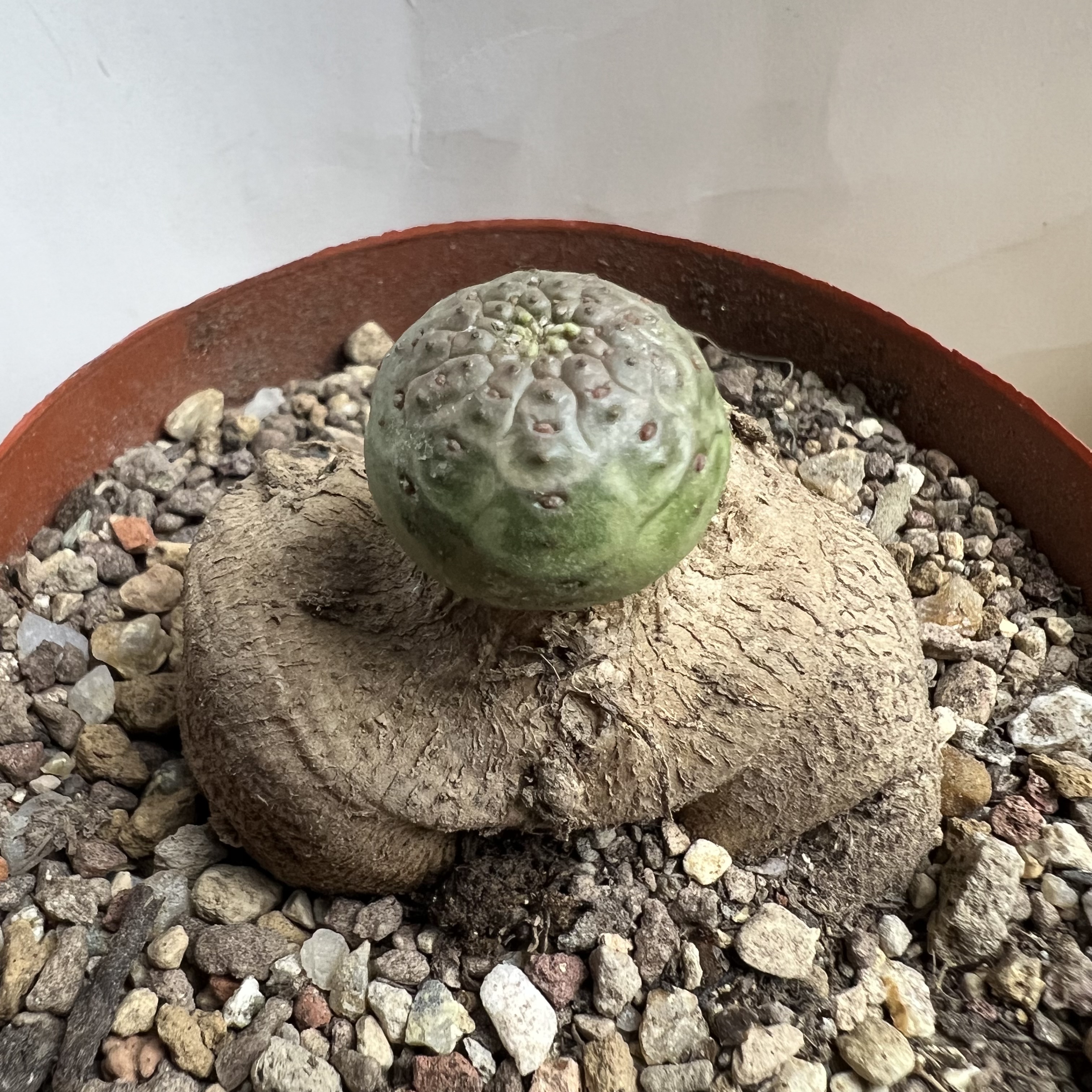 人参圆锥麒麟大戟防辐射园艺仙人球块根多肉植物绿植盆栽