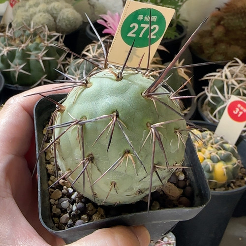 26自根大型海胆习志野5.2cm