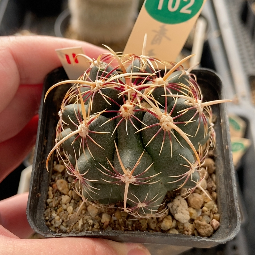 21实生豪刺五彩大统领5.3cm