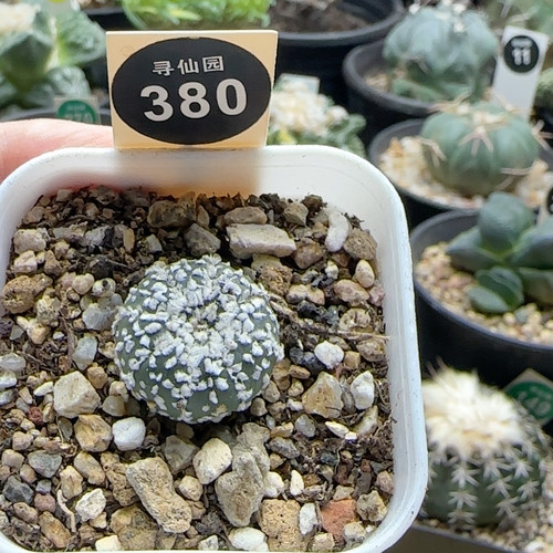 13实生花园兜锦2cm