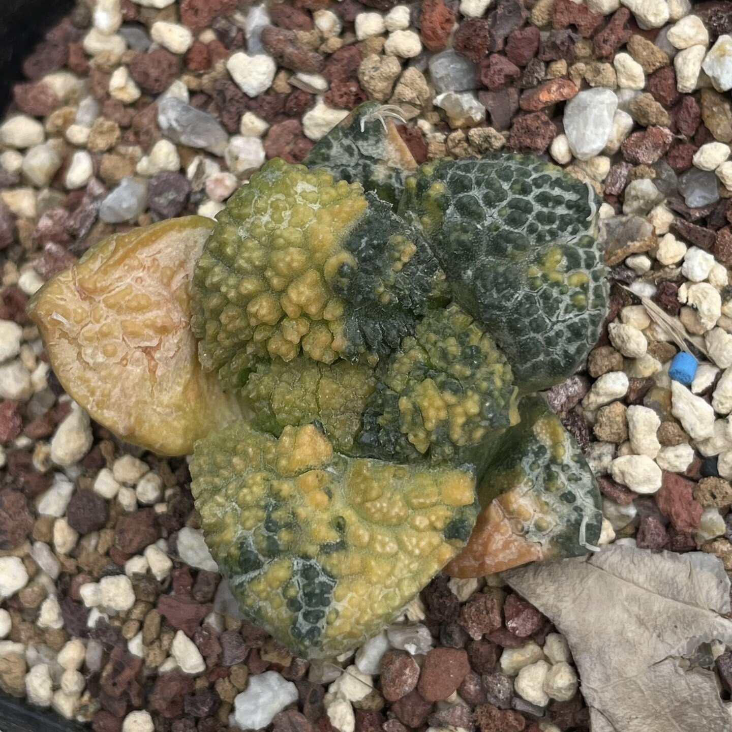 哥斯拉连山牡丹锦自根防辐射仙人球块根多肉植物绿植盆栽花卉