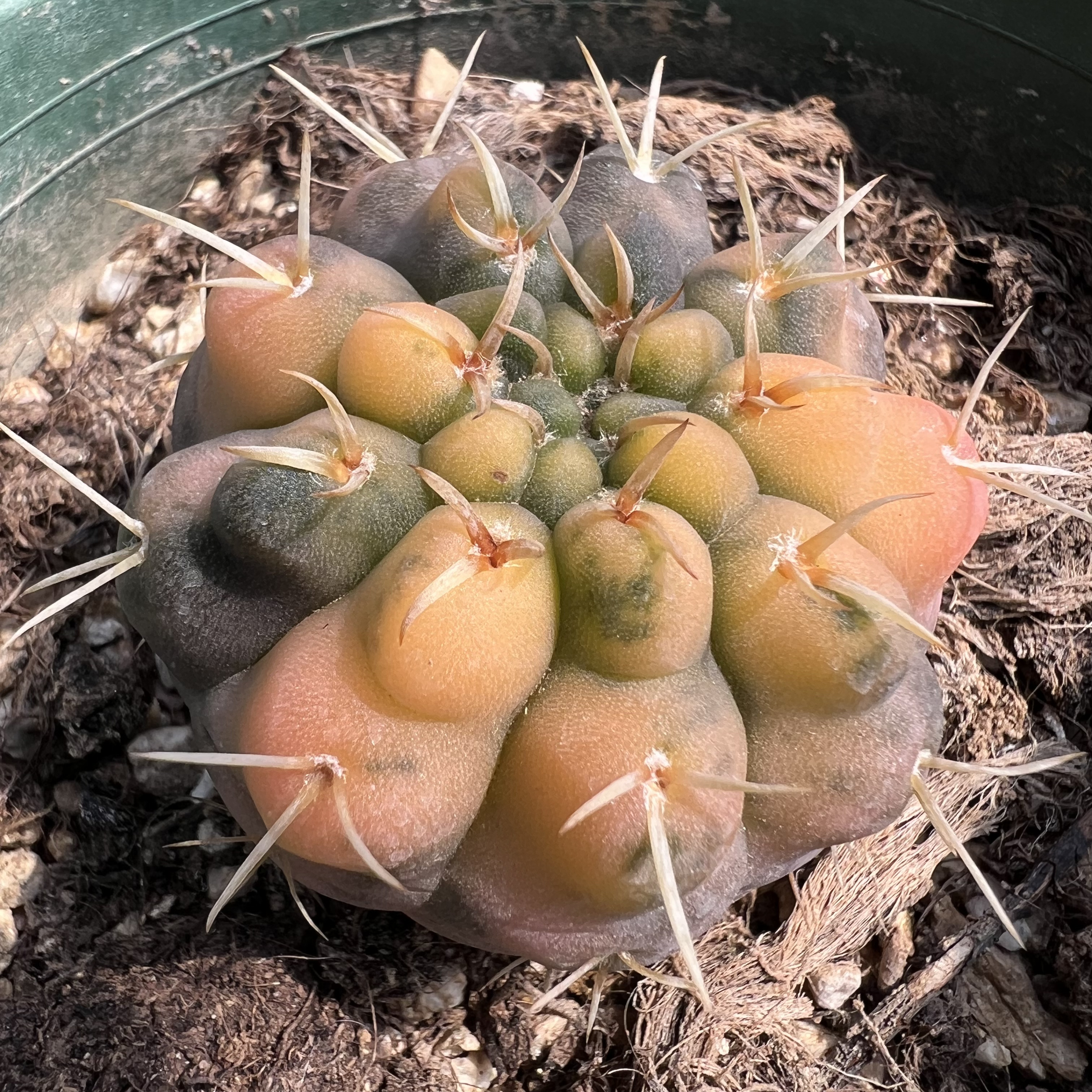 豪刺守殿玉锦4.5厘米实生仙人球块根多肉植物绿植盆栽花卉龙舌兰