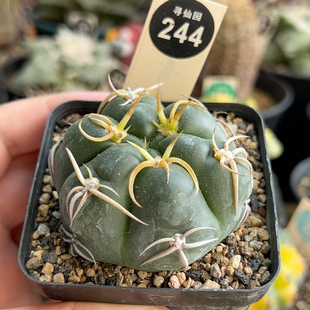 1实生冢原海王4.9cm