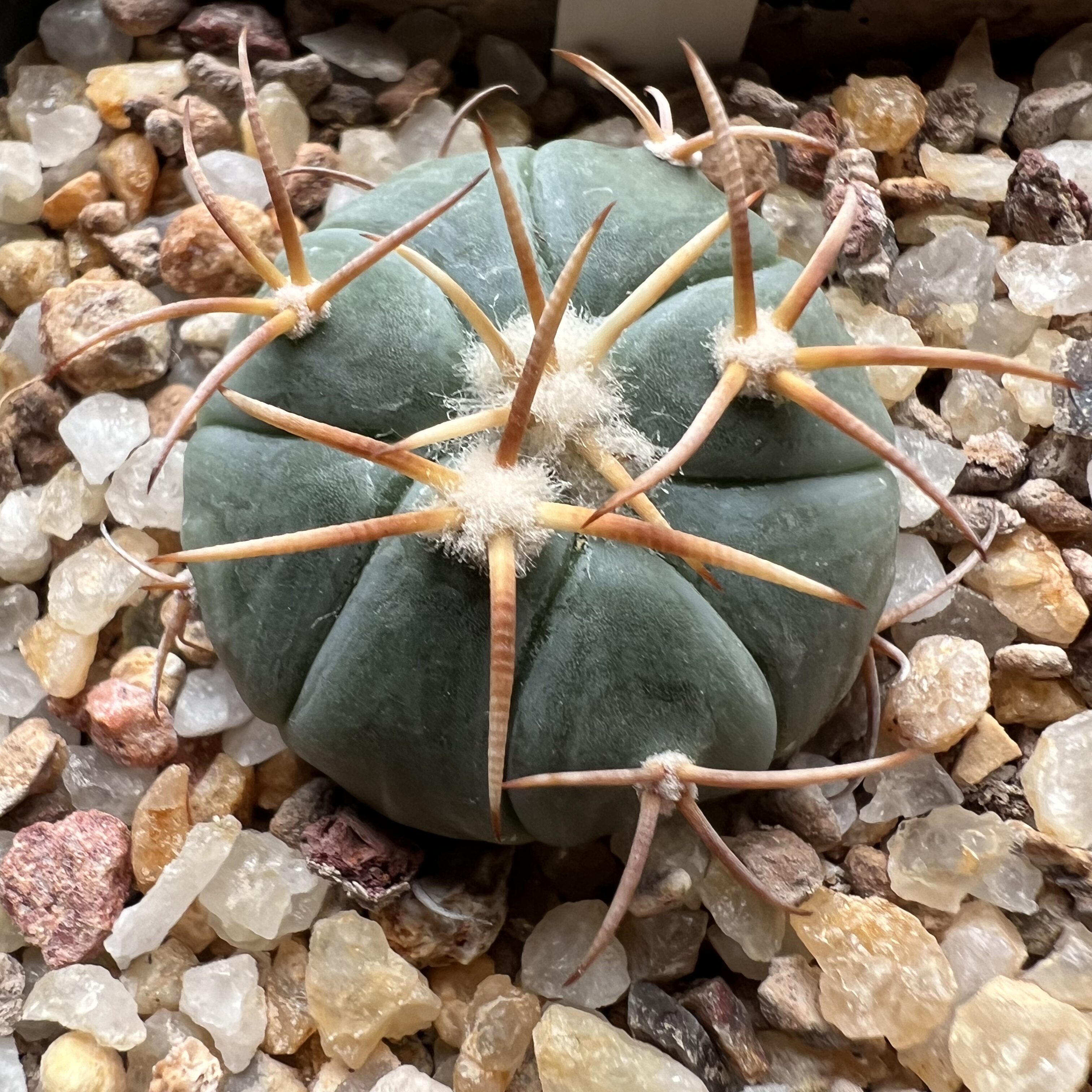 翠平丸实生防辐射仙人球块根多肉植物绿植盆栽花卉龙舌兰