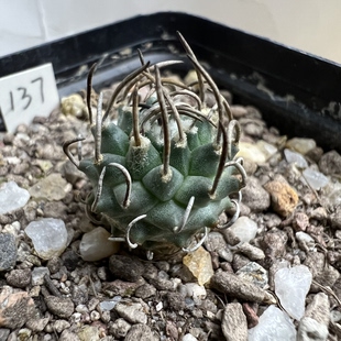 桑切斯新品娇丽实生防辐射仙人球块根多肉植物绿植盆栽花卉龙舌兰