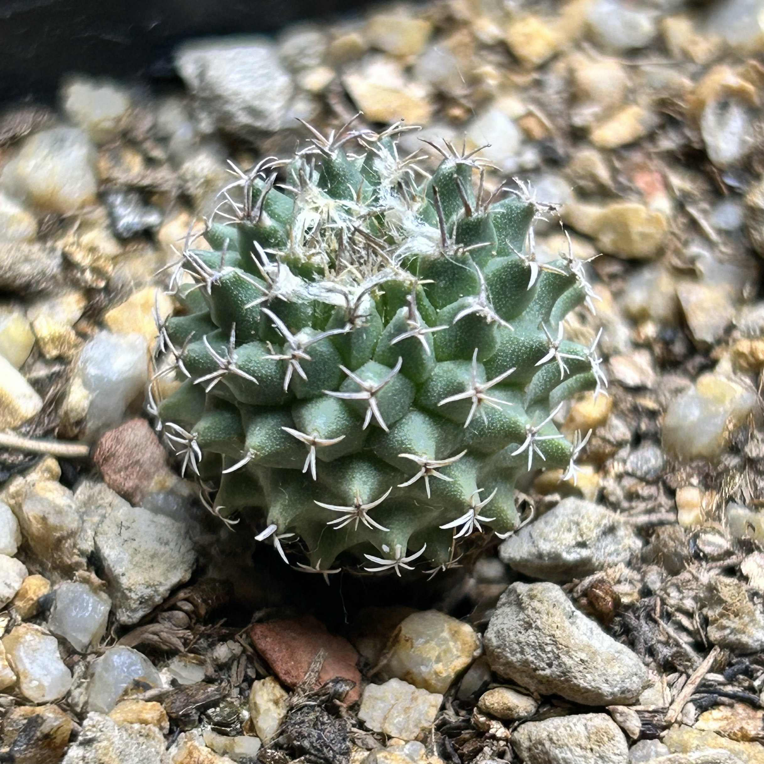 海胆娇丽实生开花多肉植物绿植盆栽花卉仙人球块根龙舌兰