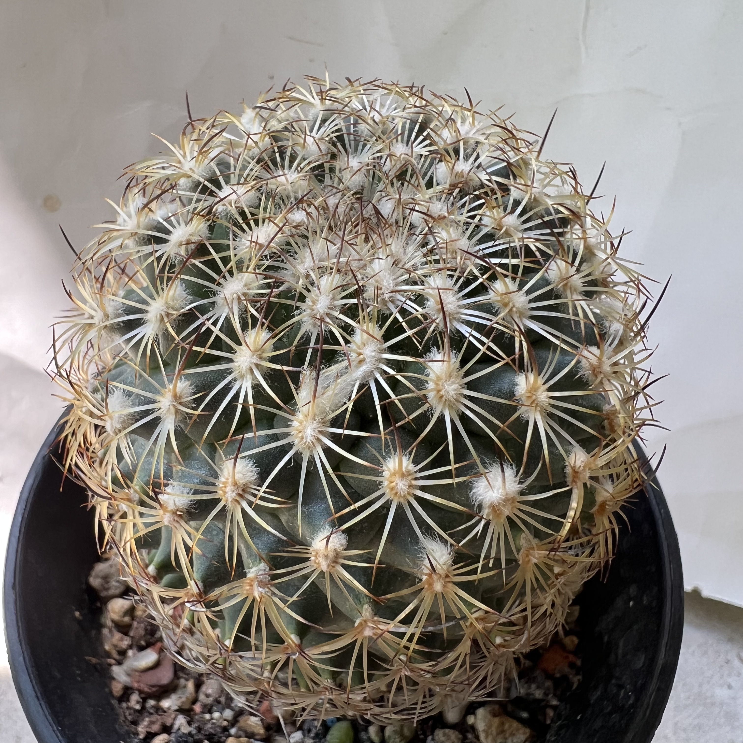 伊莎贝拉老娇丽防辐射仙人球块根多肉植物绿植盆栽花卉龙舌兰