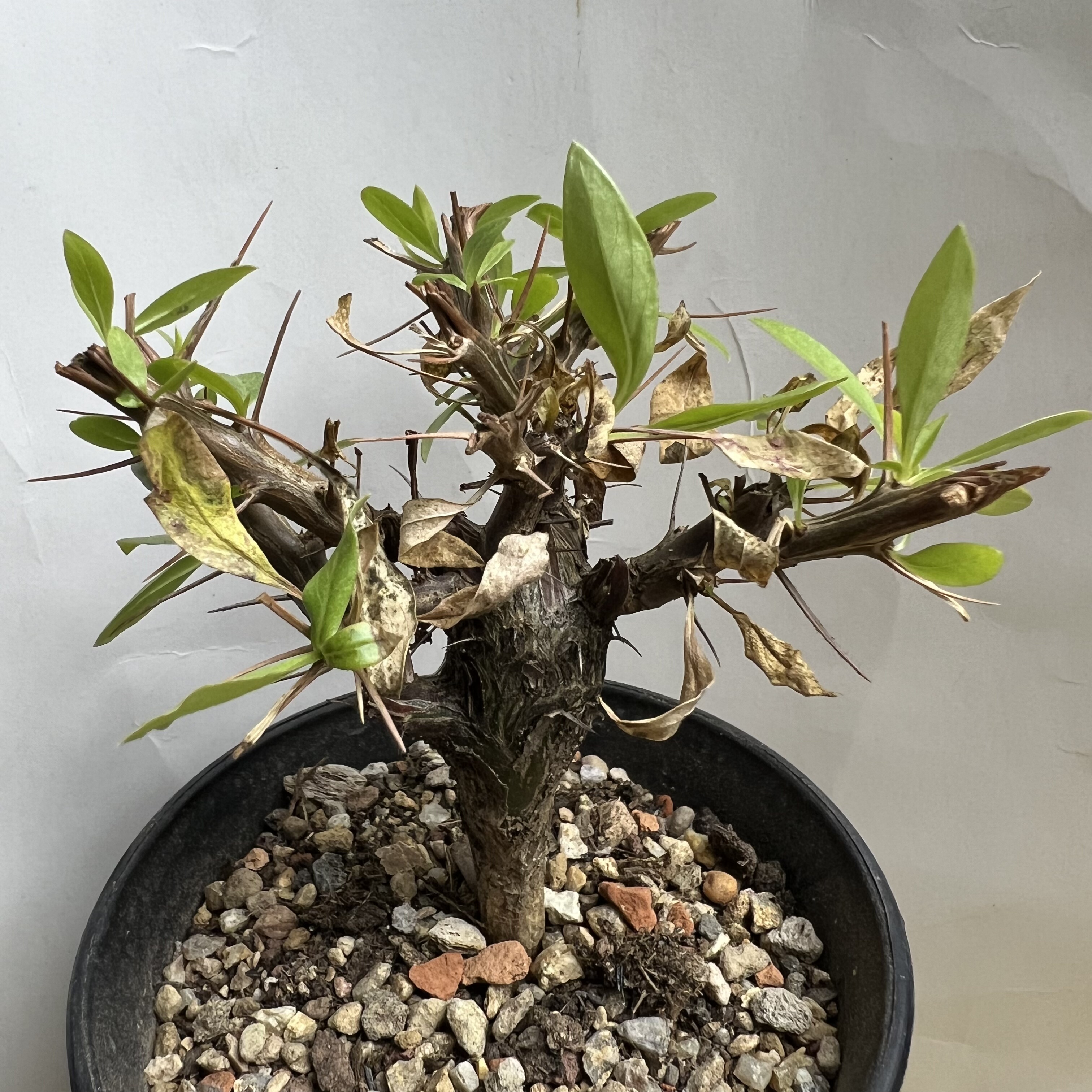 短颈富桂花仙人球块根多肉植物绿植盆栽花卉龙舌兰卧牛
