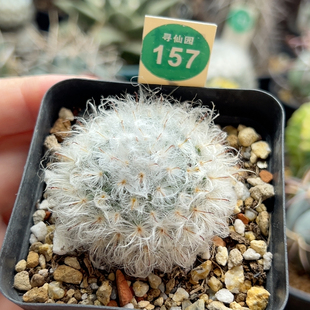 28实生浓毛白云高砂一棵