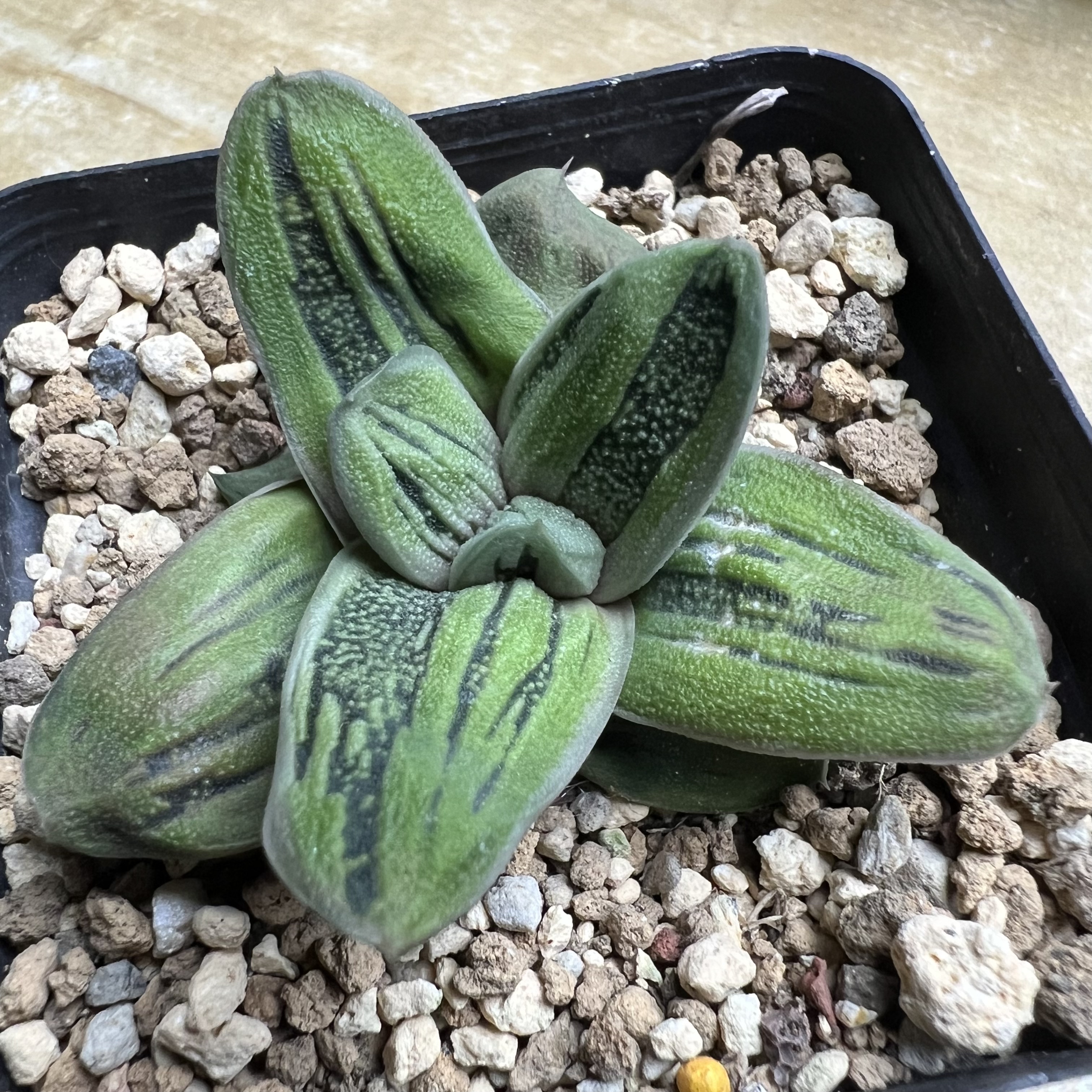 旋转鲨鱼掌绿冰卧牛变异实生仙人球块根多肉植物绿植盆栽花卉