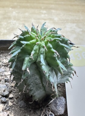 11实生黄体白衣魁伟玉3.7cm