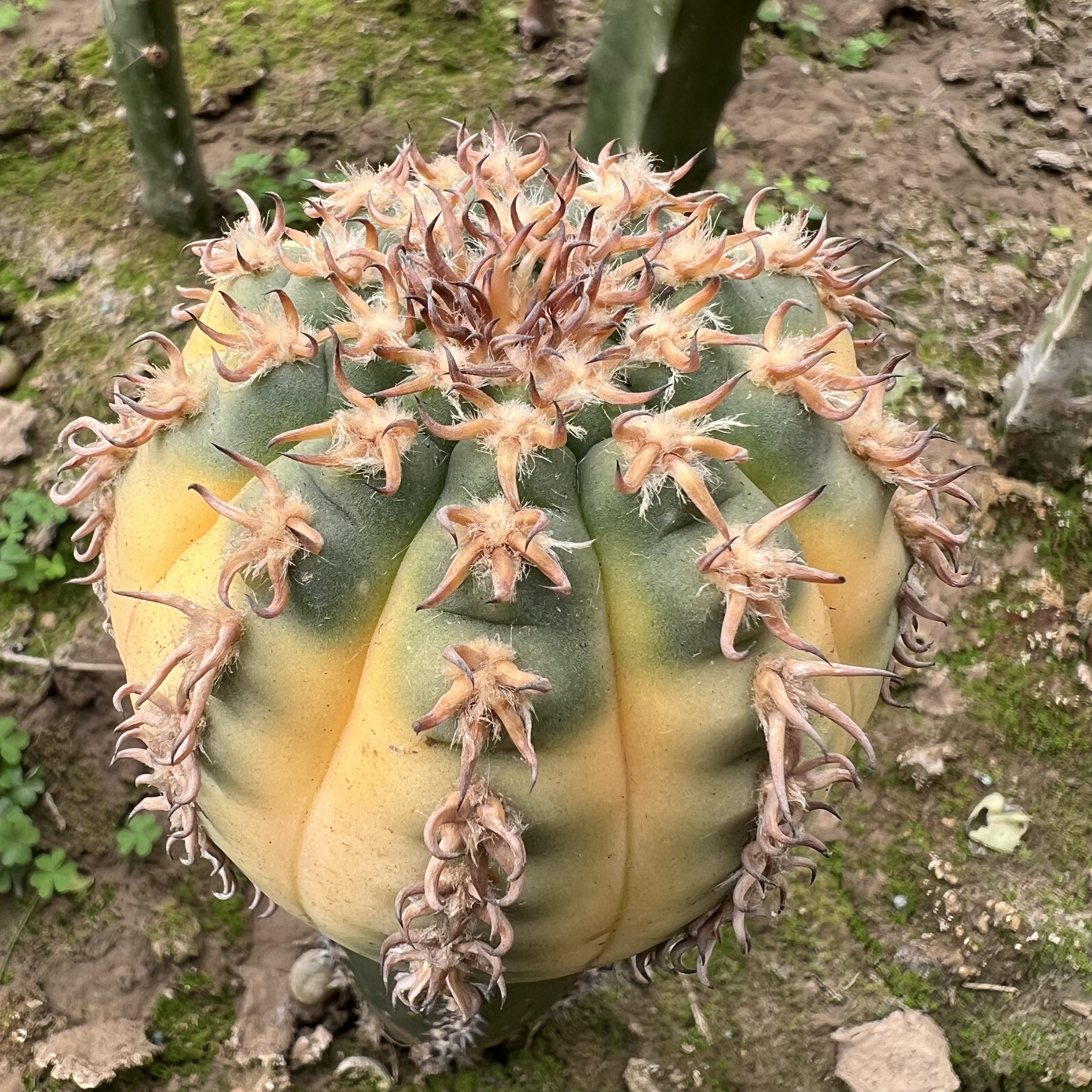 密刺猫爪锦袖蒲嫁接防辐射仙人球多肉植物绿植花卉龙舌兰