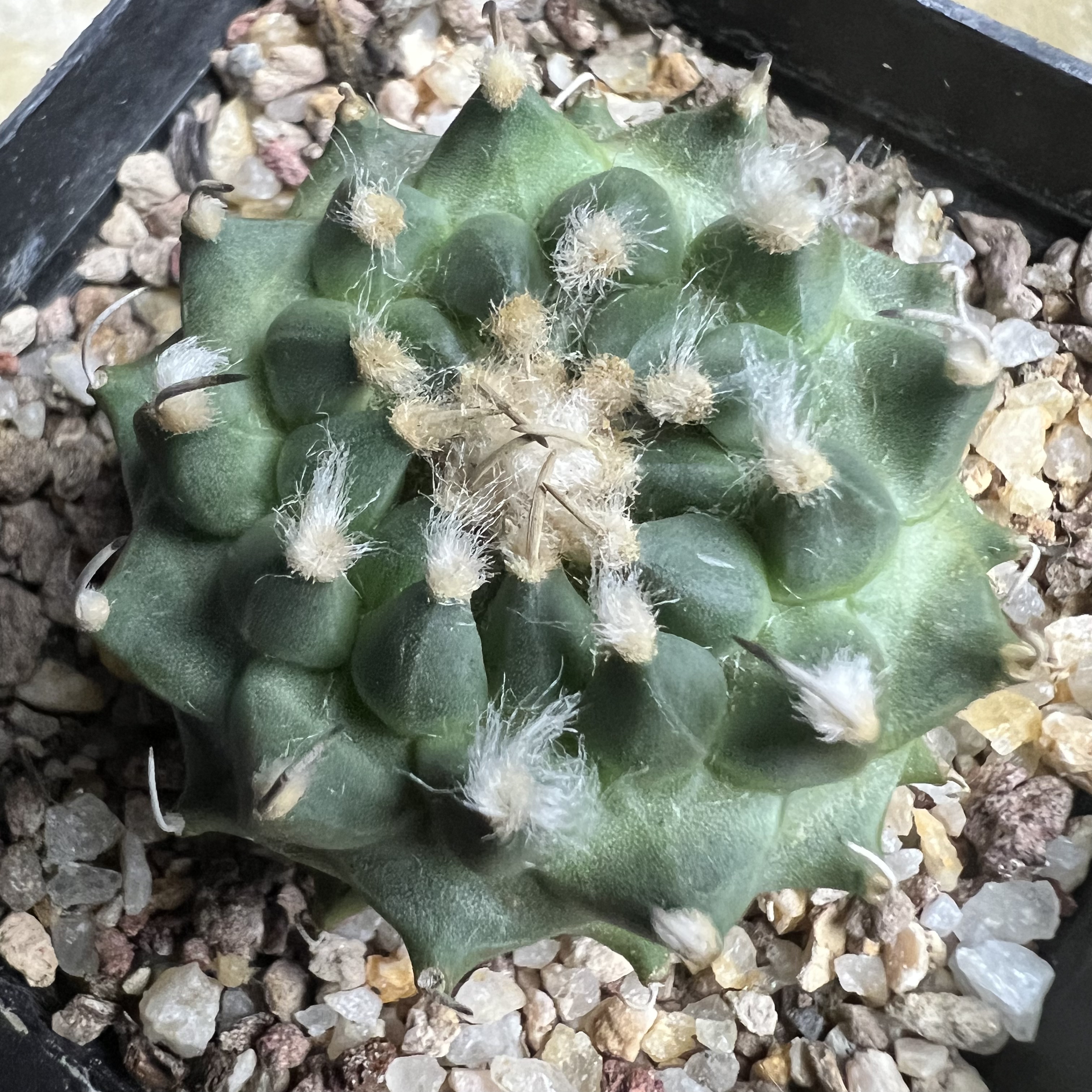 莲花包疣老安德森娇丽实生仙人球块根多肉植物绿植盆栽花卉龙舌兰