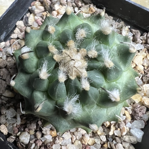 莲花包疣老安德森娇丽实生仙人球块根多肉植物绿植盆栽花卉龙舌兰