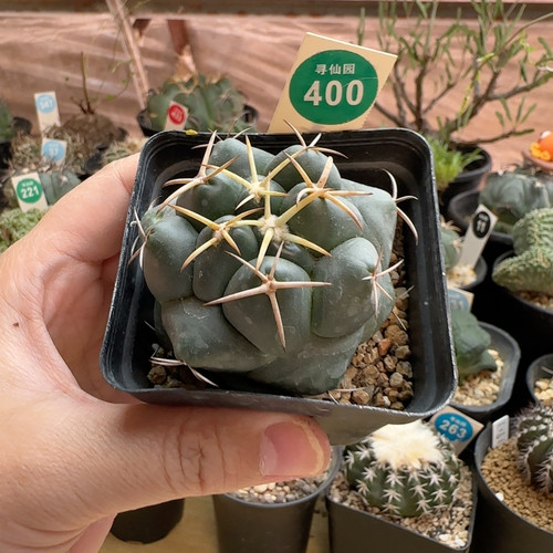 30实生安宅象牙5.5cm