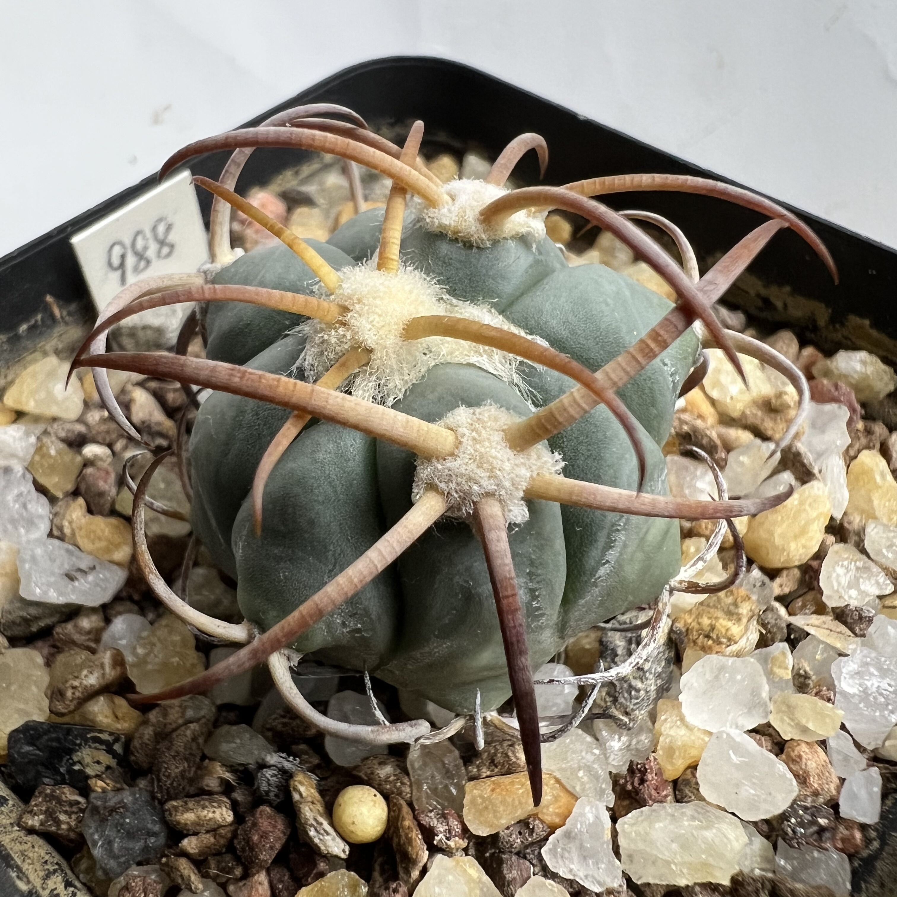 粗狂刺花王平丸实生防辐射仙人球块根多肉植物绿植盆栽花卉