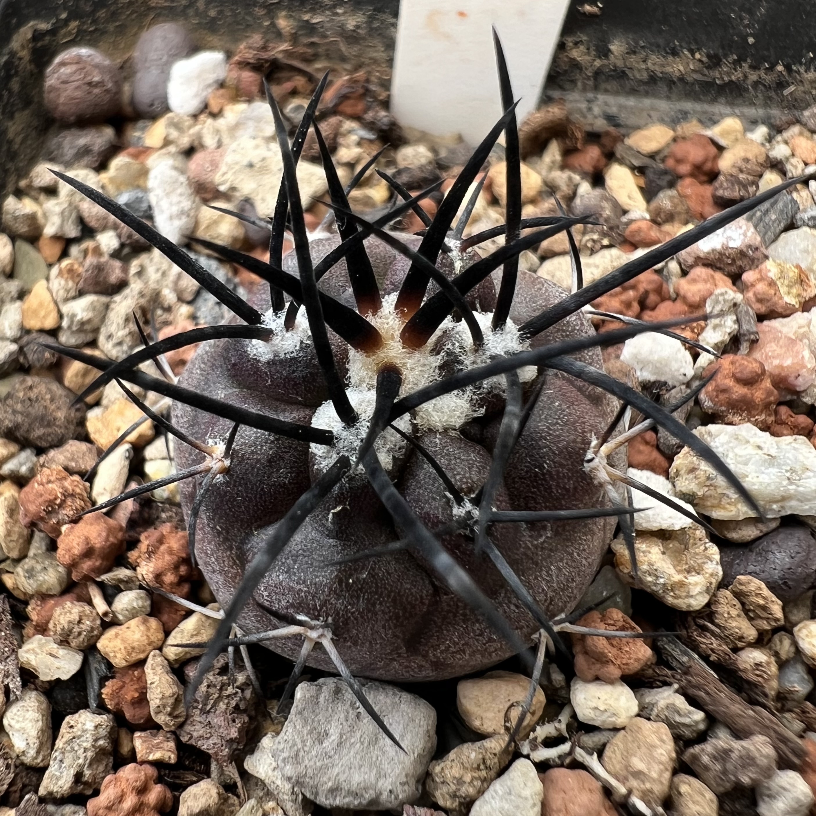 选拔黑粗刺栗星玉实生龙爪防辐射仙人球块根多肉植物绿植盆栽花卉