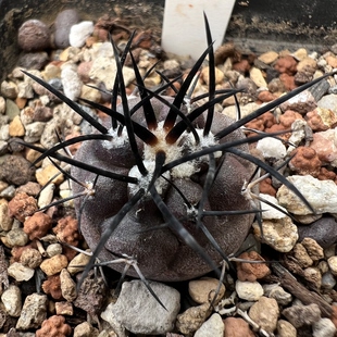 选拔黑粗刺栗星玉实生龙爪防辐射仙人球块根多肉植物绿植盆栽花卉