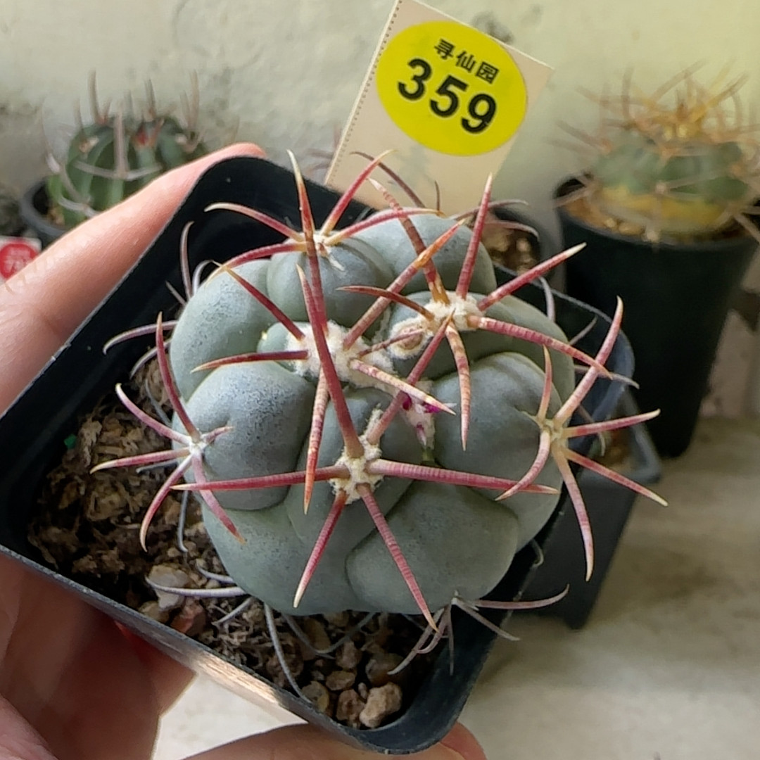 29实生狂泰刺高木绯冠龙5.3cm