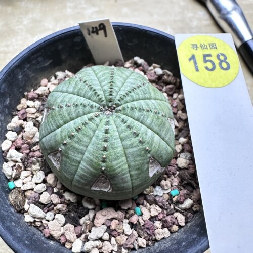 28实生老斑神玉布纹球3.9cm